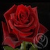 Flor 1